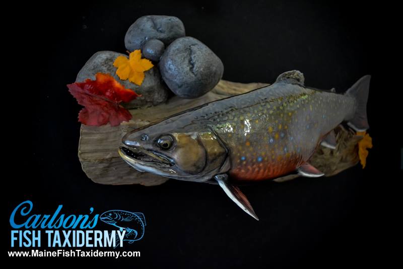 Gallery  Carlson's Fish Taxidermy