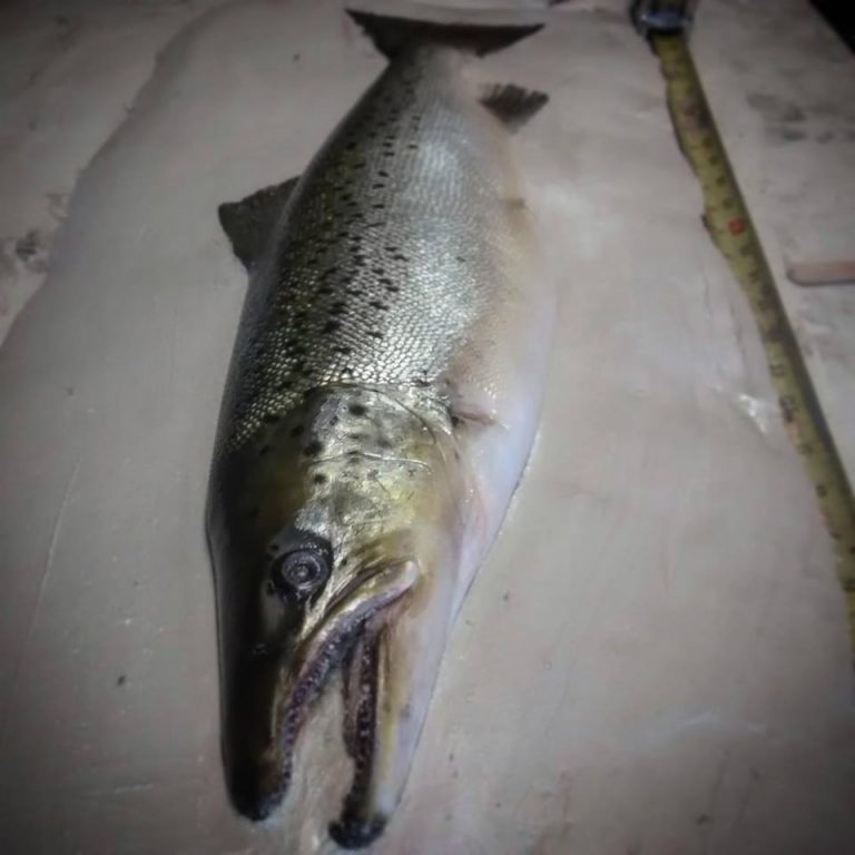 Custom Fish Molding Carlson's Fish Taxidermy